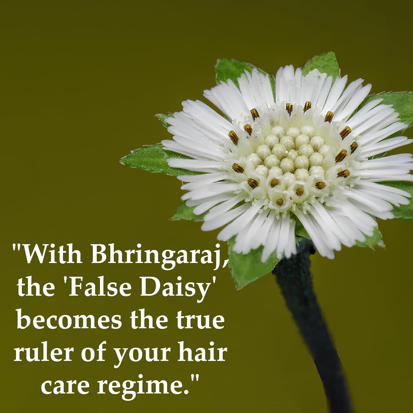 Mi nature Bhringraj Powder,Pure Natural Bringraj Powder for Hair Care |Prevents Grey hair| Unisex (Men & Women)| Hair Mask | (227g/1/2 lb/8 Oz)