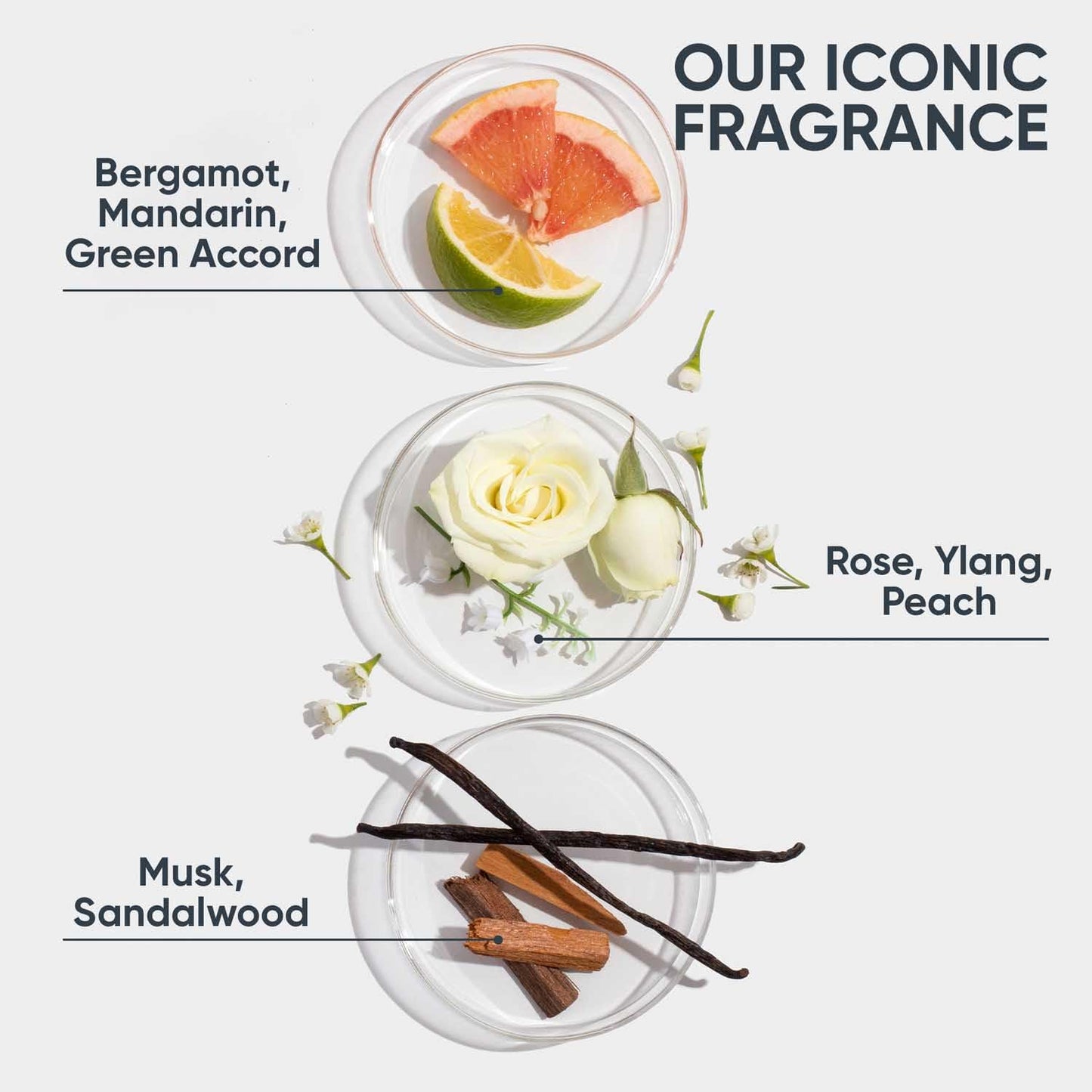 Biolage Professional Fiberstrong Anti-Breakage Shampoo & Conditoner, 200 ml + 98 gm