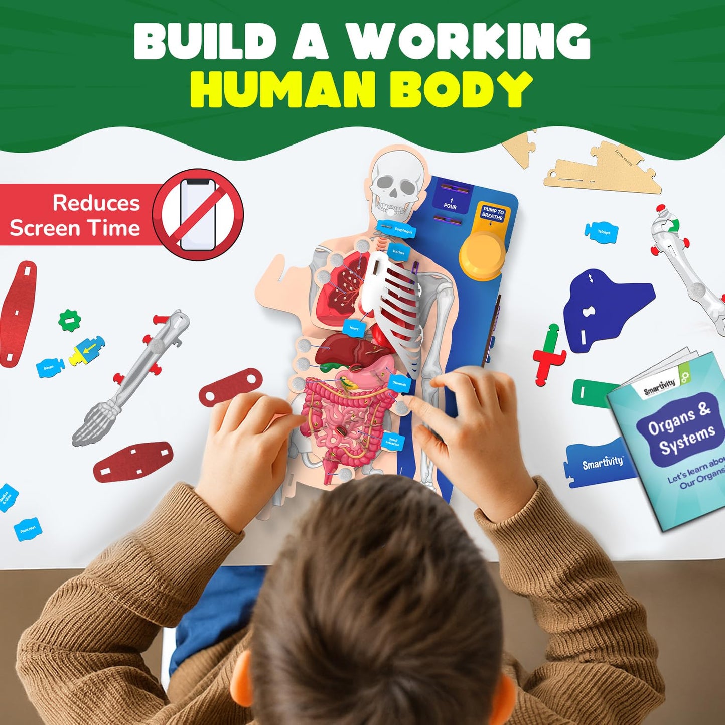 Smartivity Interactive Human Body Model for Kids 8-14 Years I Dynamic Body Parts & Organs + Learning Booklet