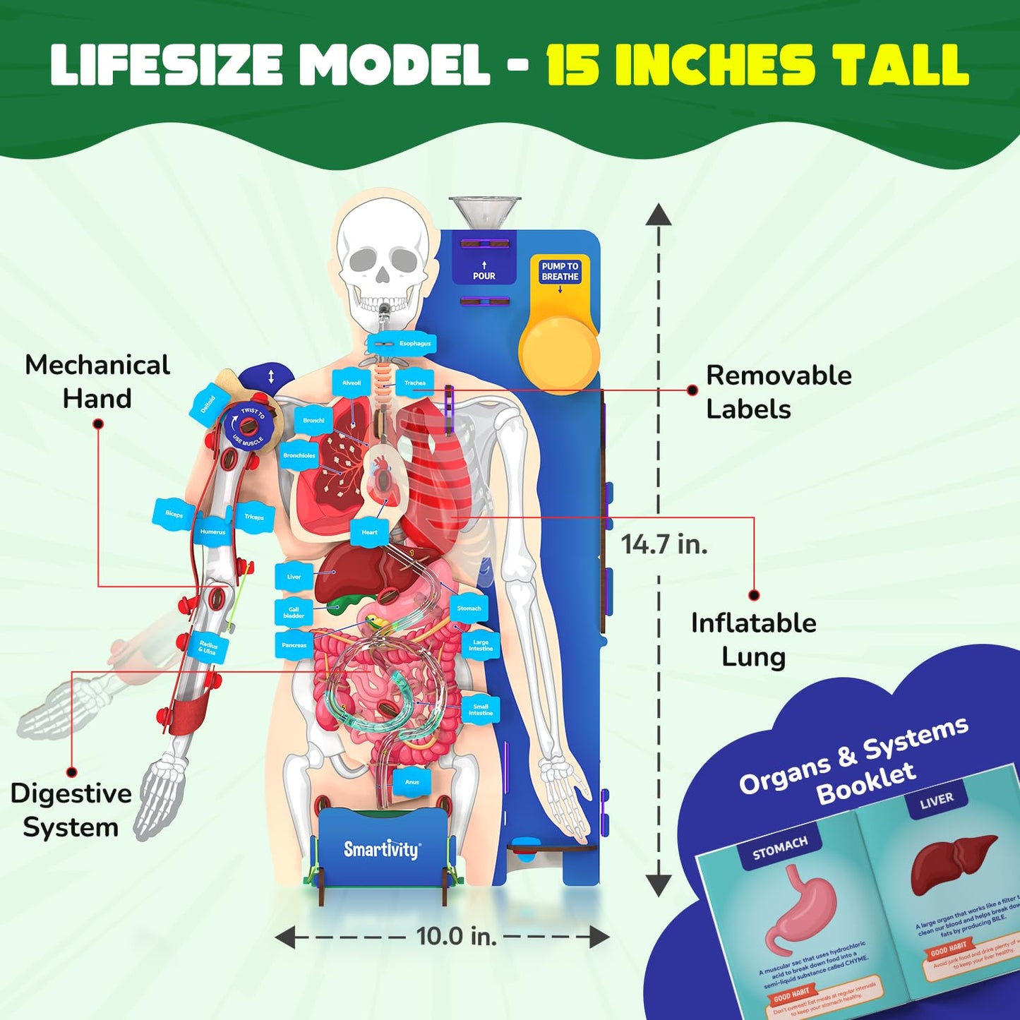 Smartivity Interactive Human Body Model for Kids 8-14 Years I Dynamic Body Parts & Organs + Learning Booklet