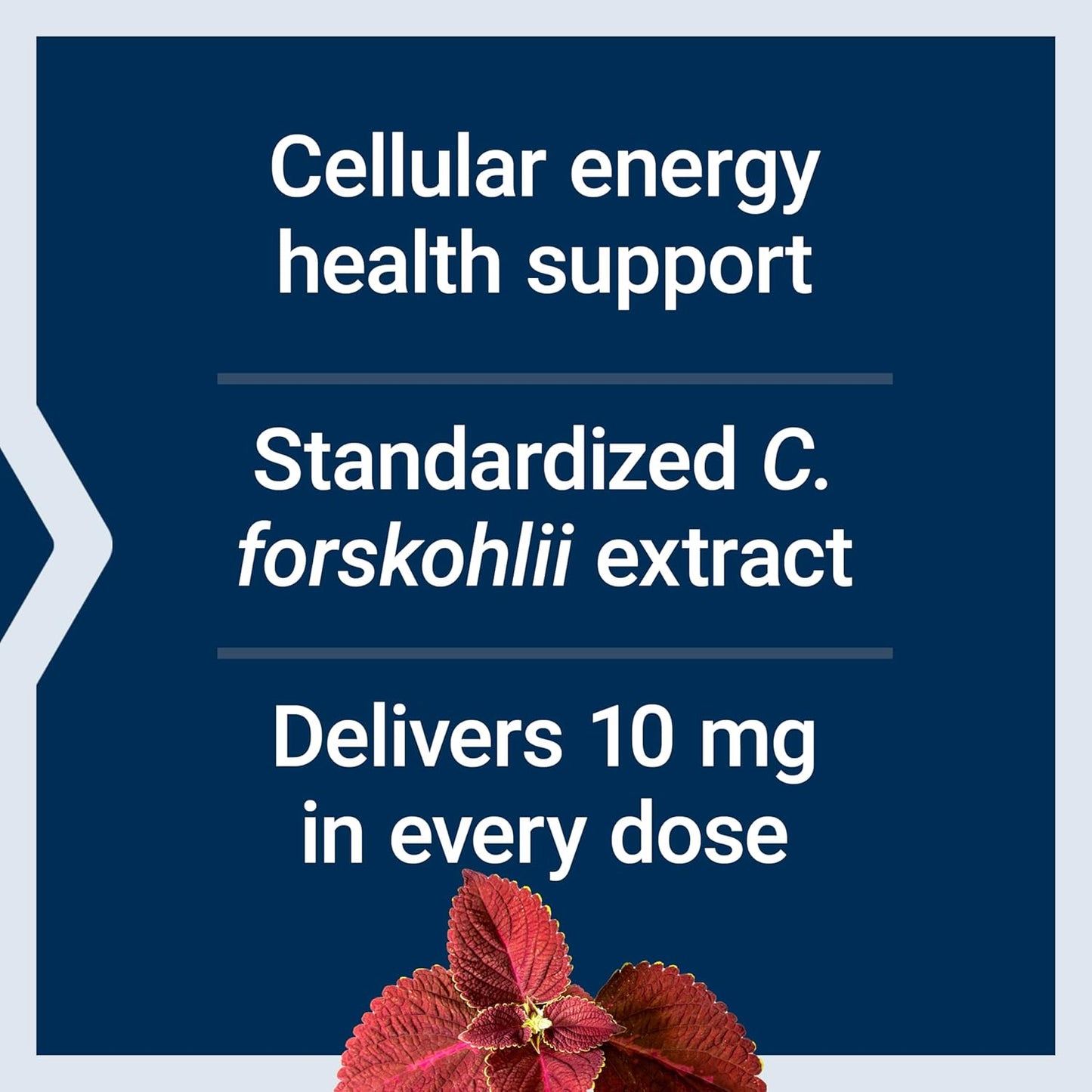 Life Extension Forskolin Capsules, 10 mg, 60-Count