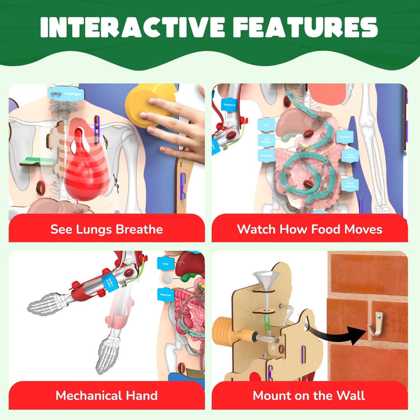Smartivity Interactive Human Body Model for Kids 8-14 Years I Dynamic Body Parts & Organs + Learning Booklet